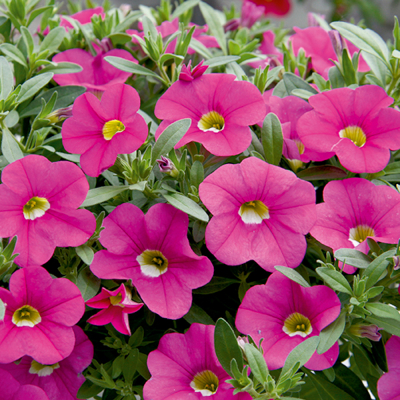 Calibrachoa Uno Pink